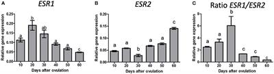 An approach to uncover the relationship between 17b-estradiol and ESR1/ESR2 ratio in the regulation of canine corpus luteum